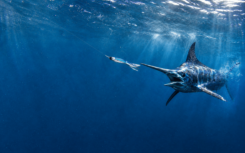 Marlin Hero